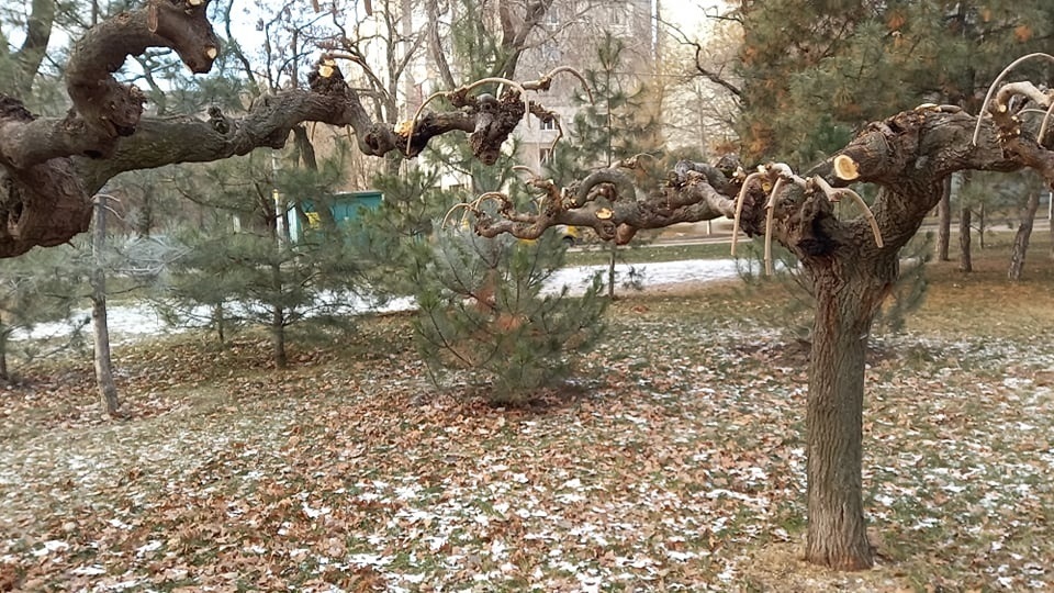 В Запорожье опрыскивают хвойные деревья антивандальным спецраствором