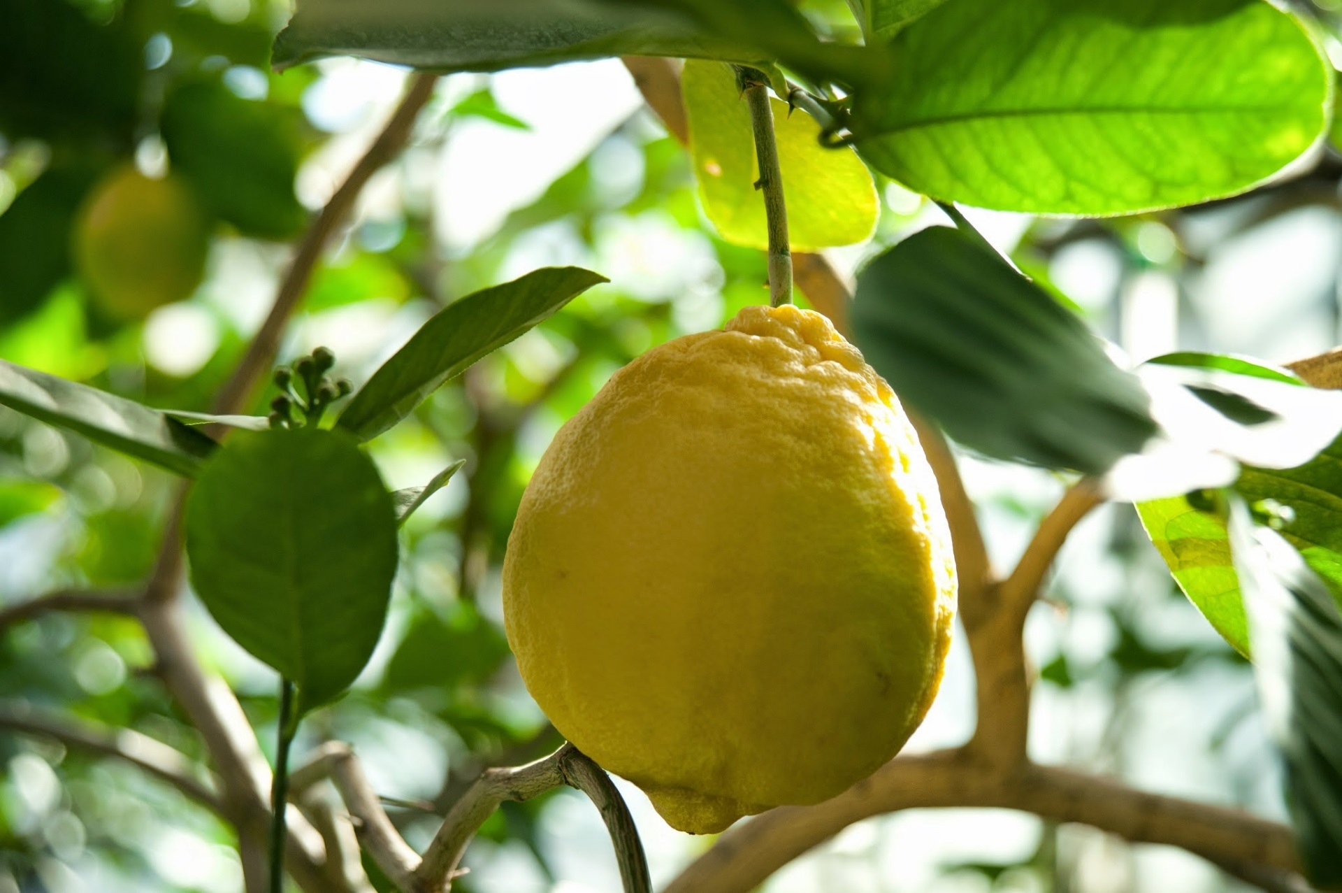 Лимоны в ботаническом саду