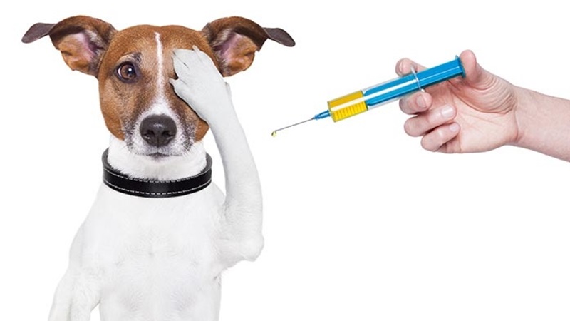 Запоріжцям нагадали про важливість вакцинації домашніх тварин - Официальный  сайт Запорожского городского совета
